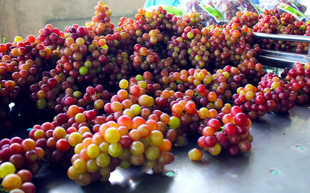 Nho đỏ kẹo Mỹ giá bán chỉ mấy chục nghìnkg 