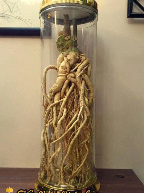 Hiểu đúng về rượu ngâm để tránh tiền mất, tật mang