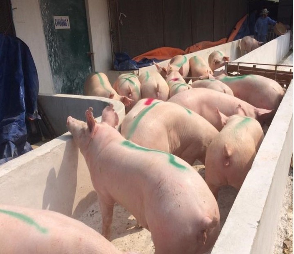 Giá heo hơi hôm nay 2011 Nỗi lo dịch tả tái bùng phát giá heo hơi đi ngang