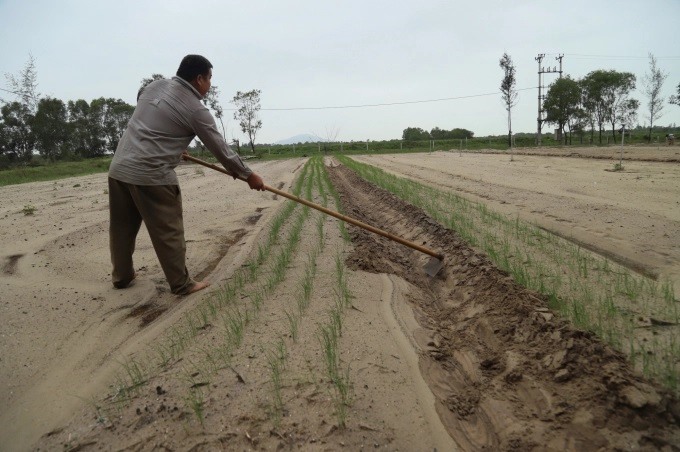 Khẩn trương hỗ trợ giống cây trồng, vật nuôi tái thiết sản xuất nông nghiệp miền Trung