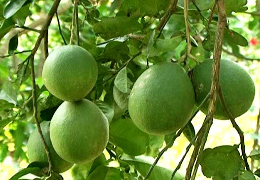 Bảo hộ chỉ dẫn địa lý cho bưởi Khả Lĩnh