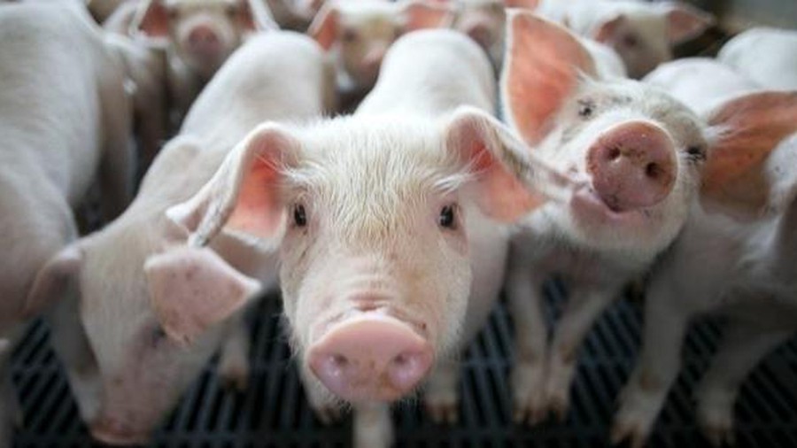 CTCP chăn nuôi Mitraco (MLS) trả cổ tức bằng tiền mặt lên đến 43%