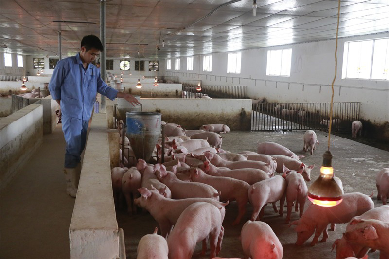 Giá heo hơi hôm nay 2311 Tăng 1.000 - 2.000 đồngkg tại một số địa phương