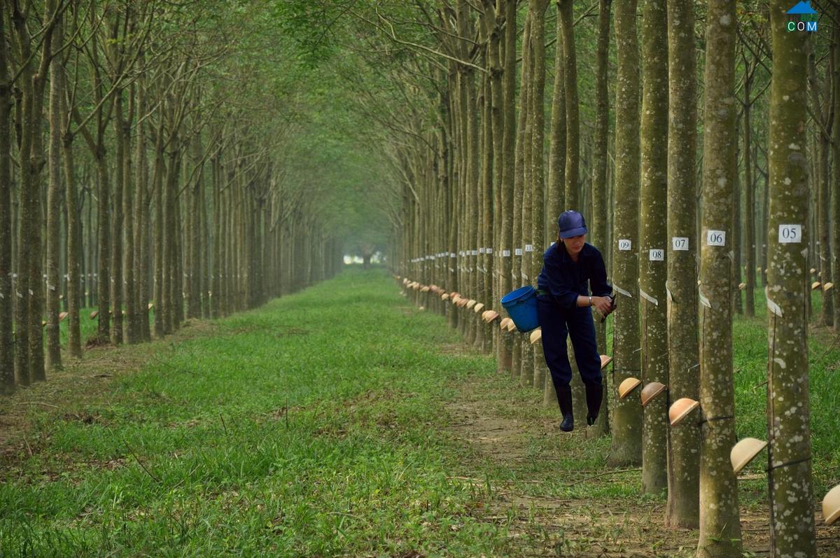 Giá cao su hôm nay 2411 chưa có nhiều khởi sắc