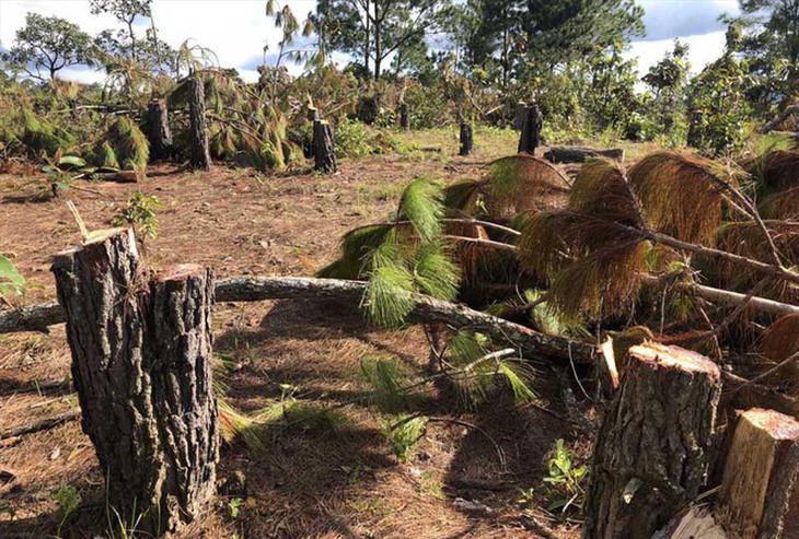 Lâm Đồng Chấm dứt hoạt động và thu hồi dự án gây mất rừng tại Đức Trọng