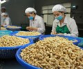 Việt Nam đứng đầu thế giới về chế biến xuất khẩu điều nhân 