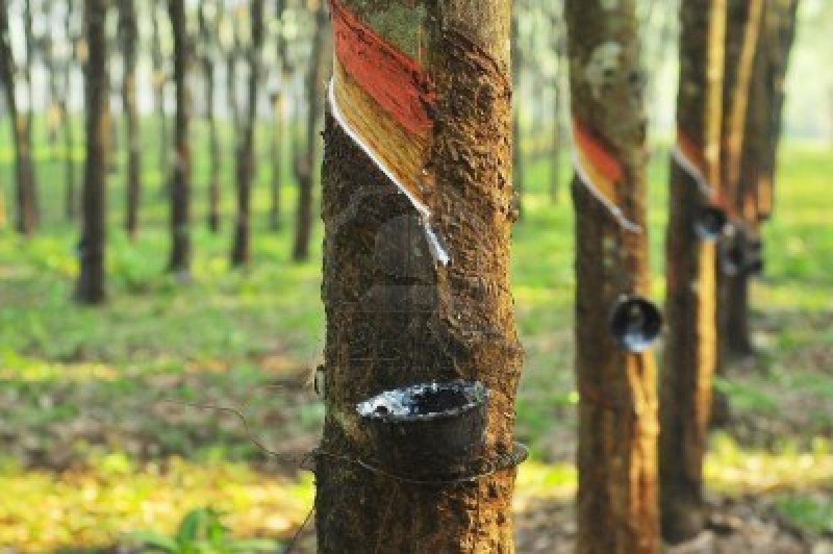 Cao su Phước Hoà (PHR) tạm ứng cổ tức tiền mặt 25%