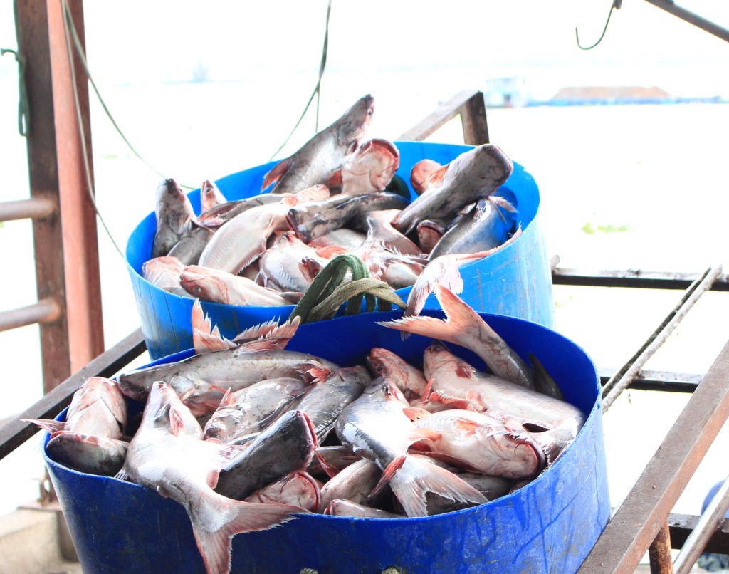 Xuất khẩu cá tra đang lấy lại được đà tăng trưởng