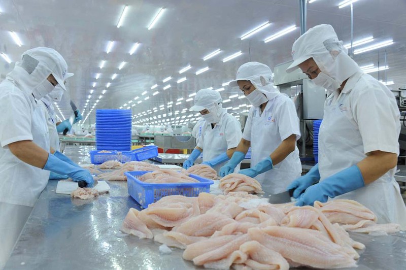 Cá tra Việt Nam lo ngại tắc đường sang Trung Quốc