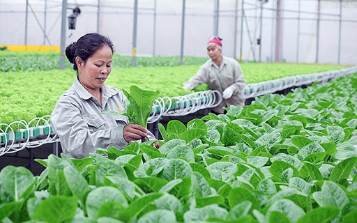 Sẽ có 5.000 hợp tác xã ứng dụng công nghệ cao trên cả nước