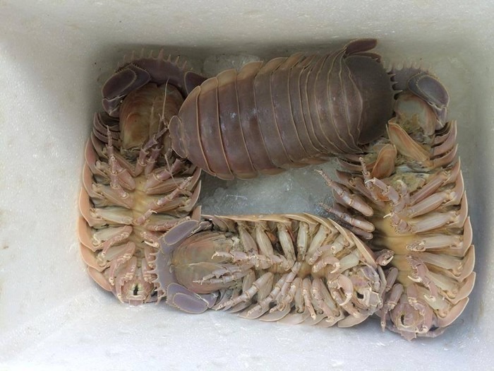 Bọ biển khan hàng, giá lên đến 2 triệu đồngkg