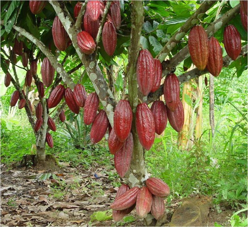 Ứng dụng trồng cây ca cao Theobroma cacao L tại Khánh Hòa