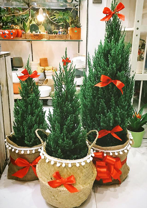 Những cây thông “đắt đỏ” được săn lùng có giá bao nhiêu