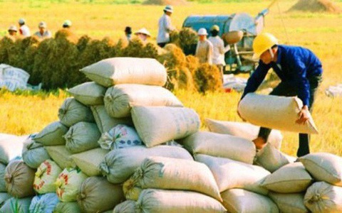 Giá lúa gạo hôm nay ngày 3011 Đầu tuần tăng nhẹ