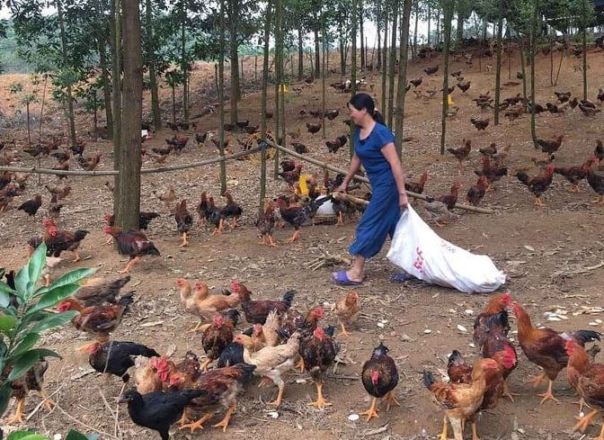  Người dân lo lắng khi giá gà xuống thấp và khó tiêu thụ
