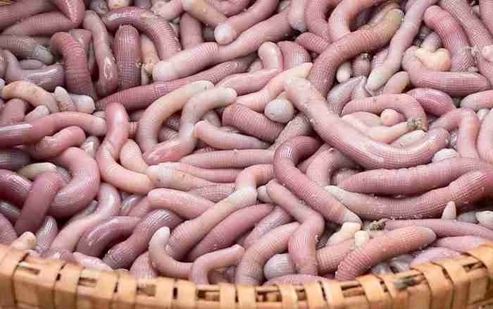 Mì chính làm từ sá sùng giá 5 triệu đồngkg khách tranh nhau mua