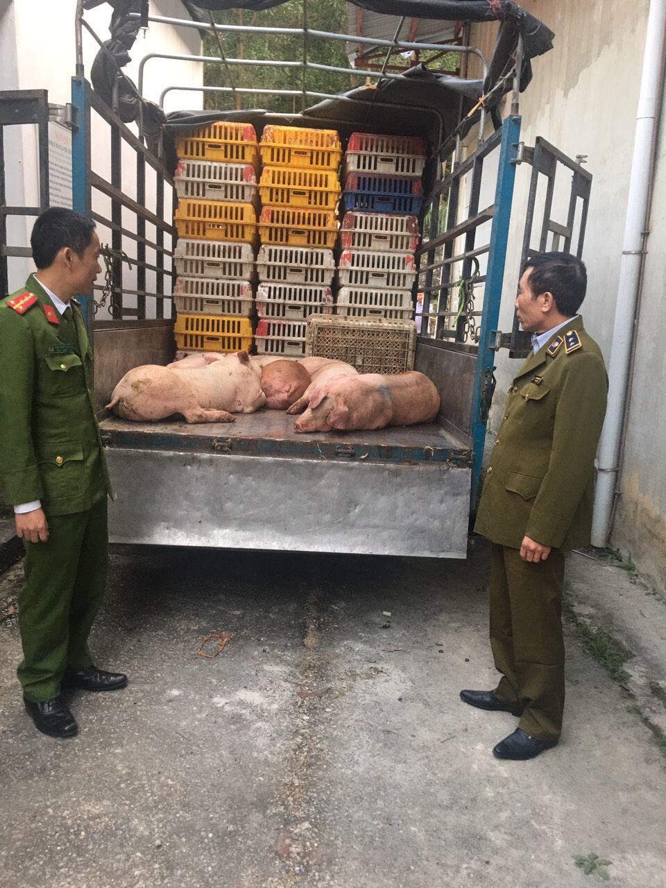 Hòa Bình Ngăn chặn gần 5 tạ heo nhiễm dịch tả heo châu Phi trên đường đi tiêu thụ