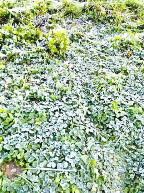 Miền Bắc rét đậm, xuất hiện băng tuyết ở miền núi Nghệ An