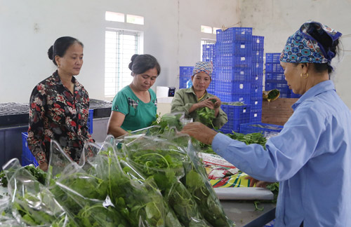 Hà Nội Nâng cao chất lượng hoạt động HTX yếu kém