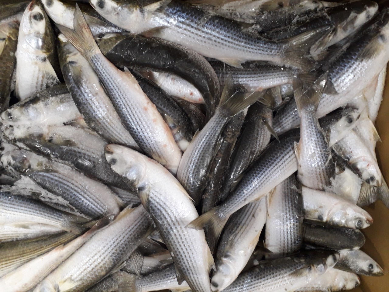 Giá trị thị trường cá nước ngọt đông lạnh EU giảm nhẹ