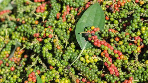 Xuất khẩu hồ tiêu sang EU và Mỹ tăng vọt