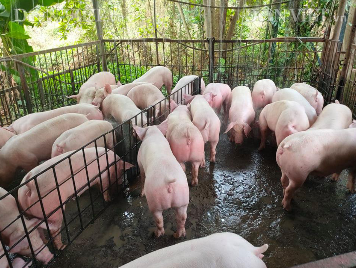 Giá heo hơi hôm nay 912 Tăng nhẹ 1.000 - 3.000 đồngkg tai một số địa phương