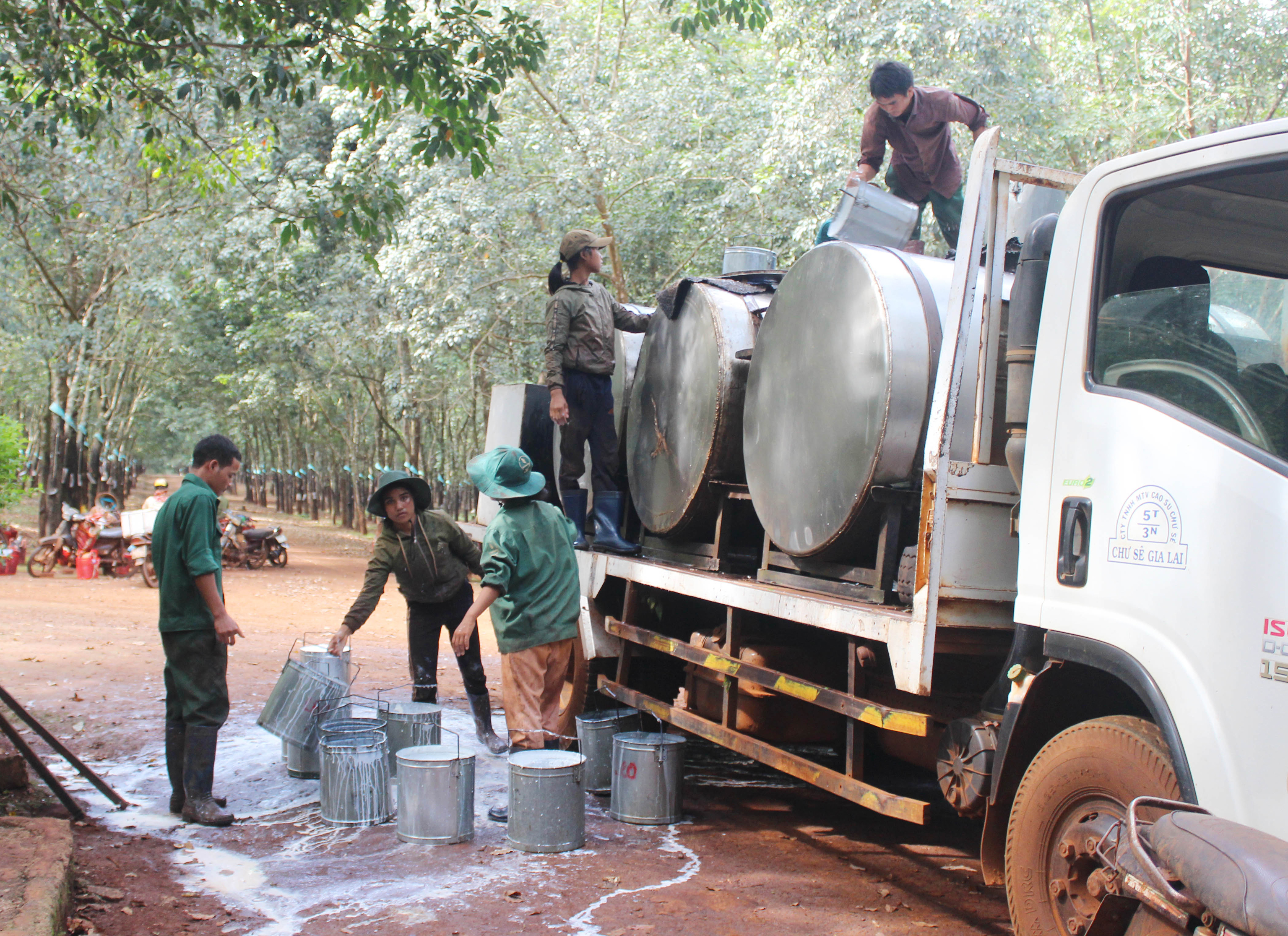 Giá cao su hôm nay 912 Tăng giảm trái chiều tại một số sàn giao dịch thế giới