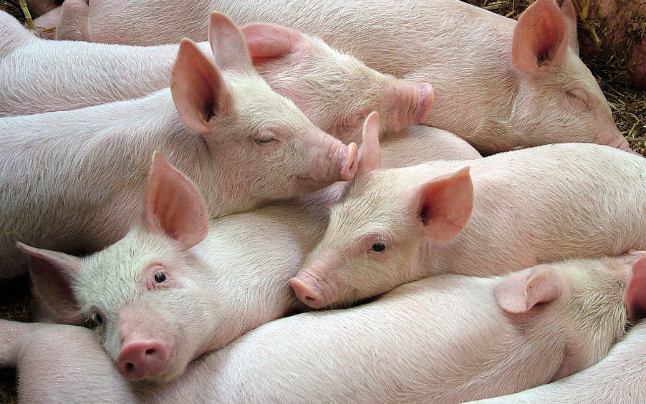 Giá heo hơi hôm nay 1112 Miền Bắc duy trì đà tăng