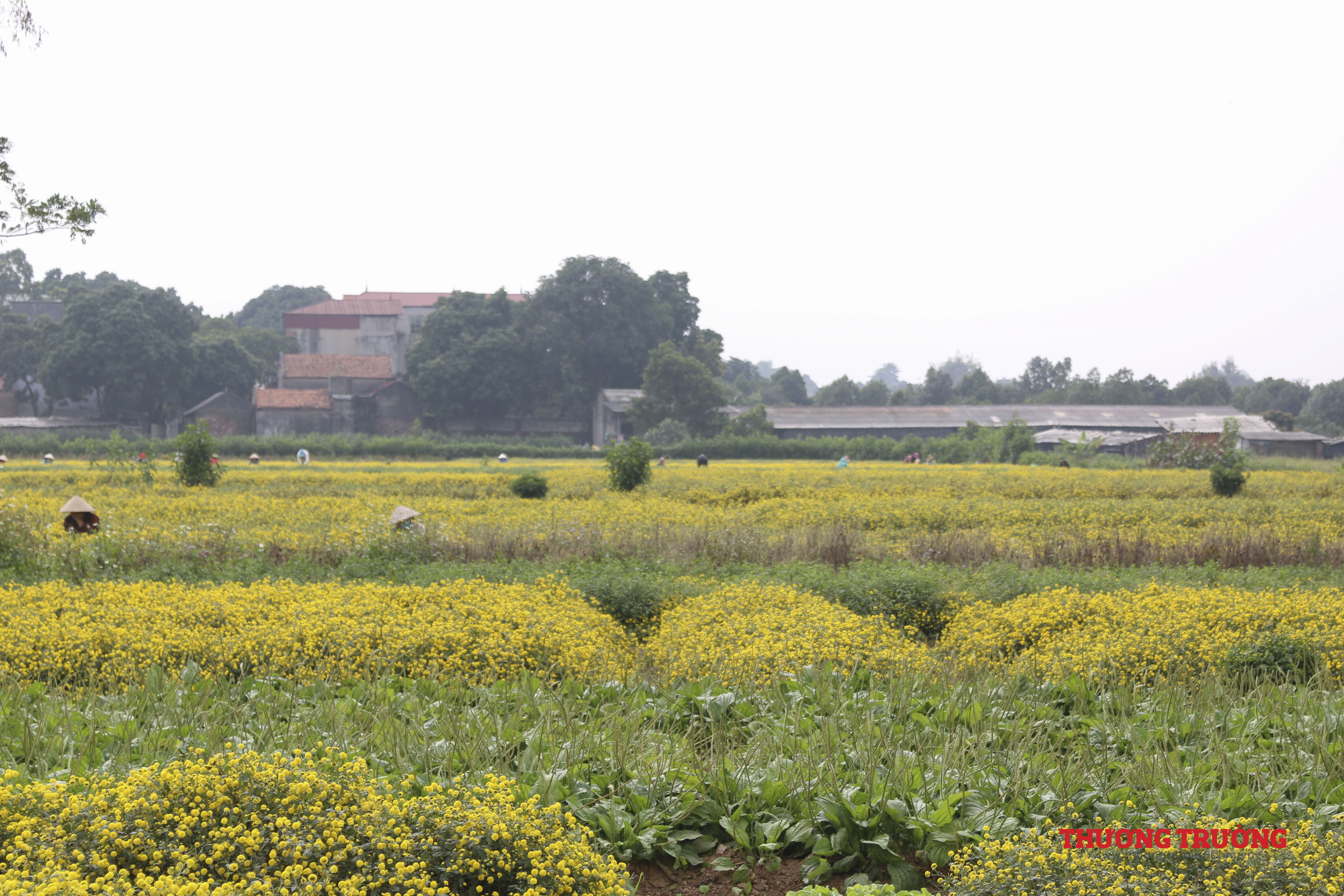 Làng Nghĩa Trai rực rỡ sắc vàng cúc chi vào mùa thu hoạch