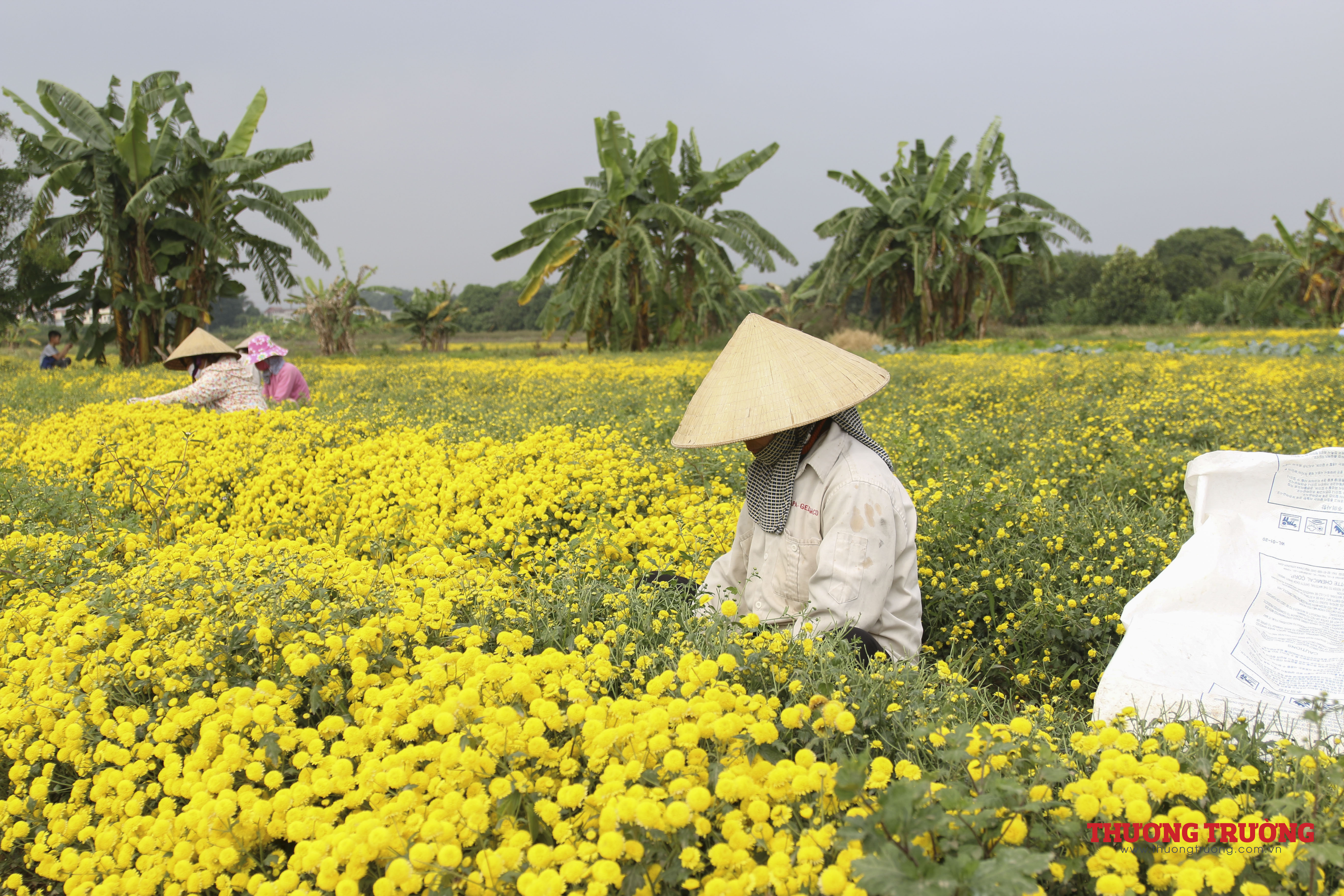 Làng Nghĩa Trai rực rỡ sắc vàng cúc chi vào mùa thu hoạch