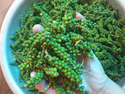 Giá tiêu hôm nay 1812 Giảm mạnh tại các vùng trọng điểm, giá tiêu mất mốc 57.000 đồngkg