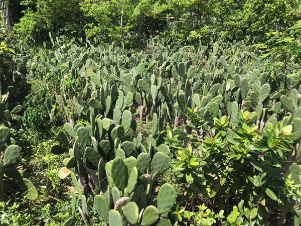 Xương rồng tai thỏ bán với giá 25.000 đồngkg trên thị trường 