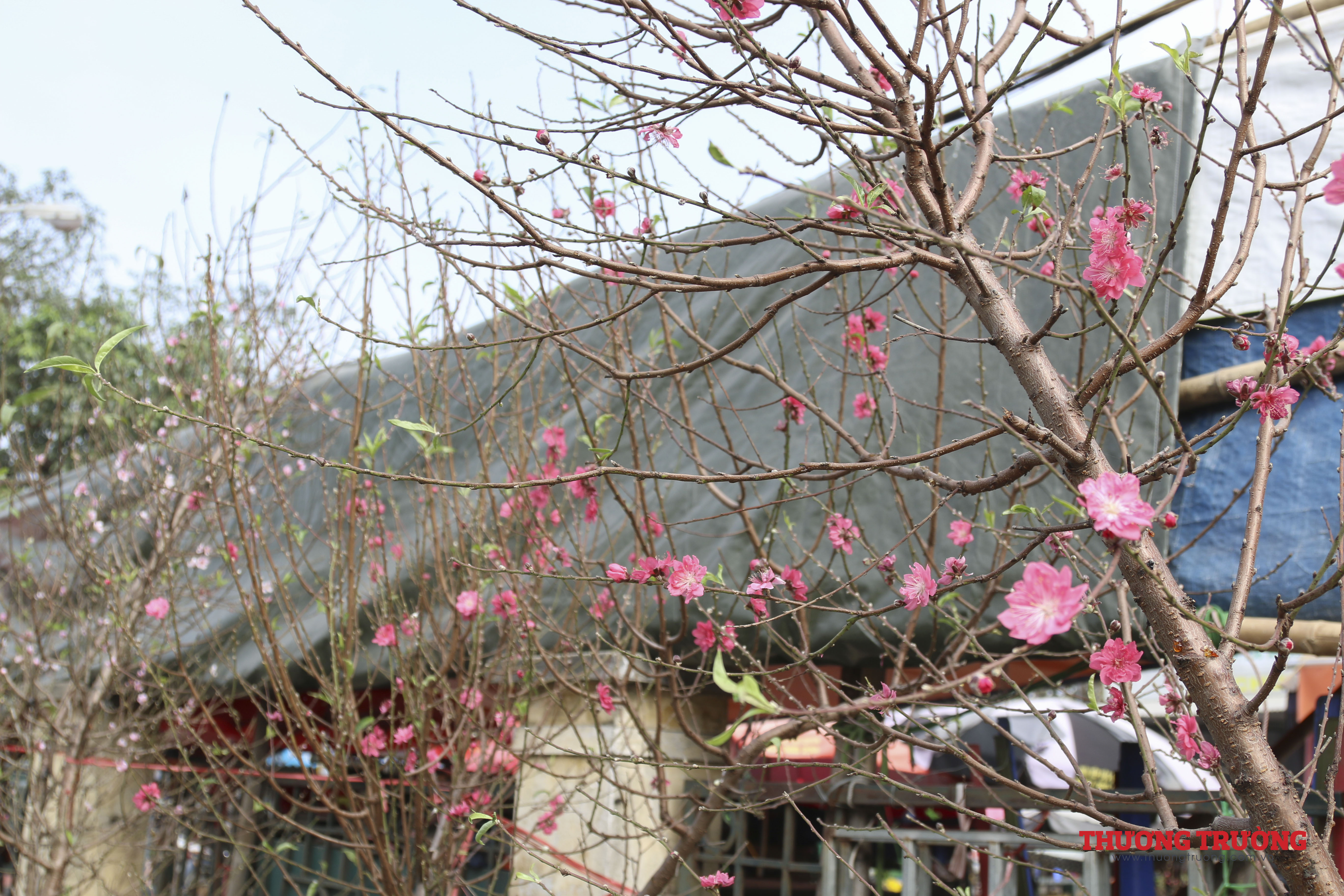 Đào Nhật Tân nở sớm xuống phố đón Tết Dương lịch 2021