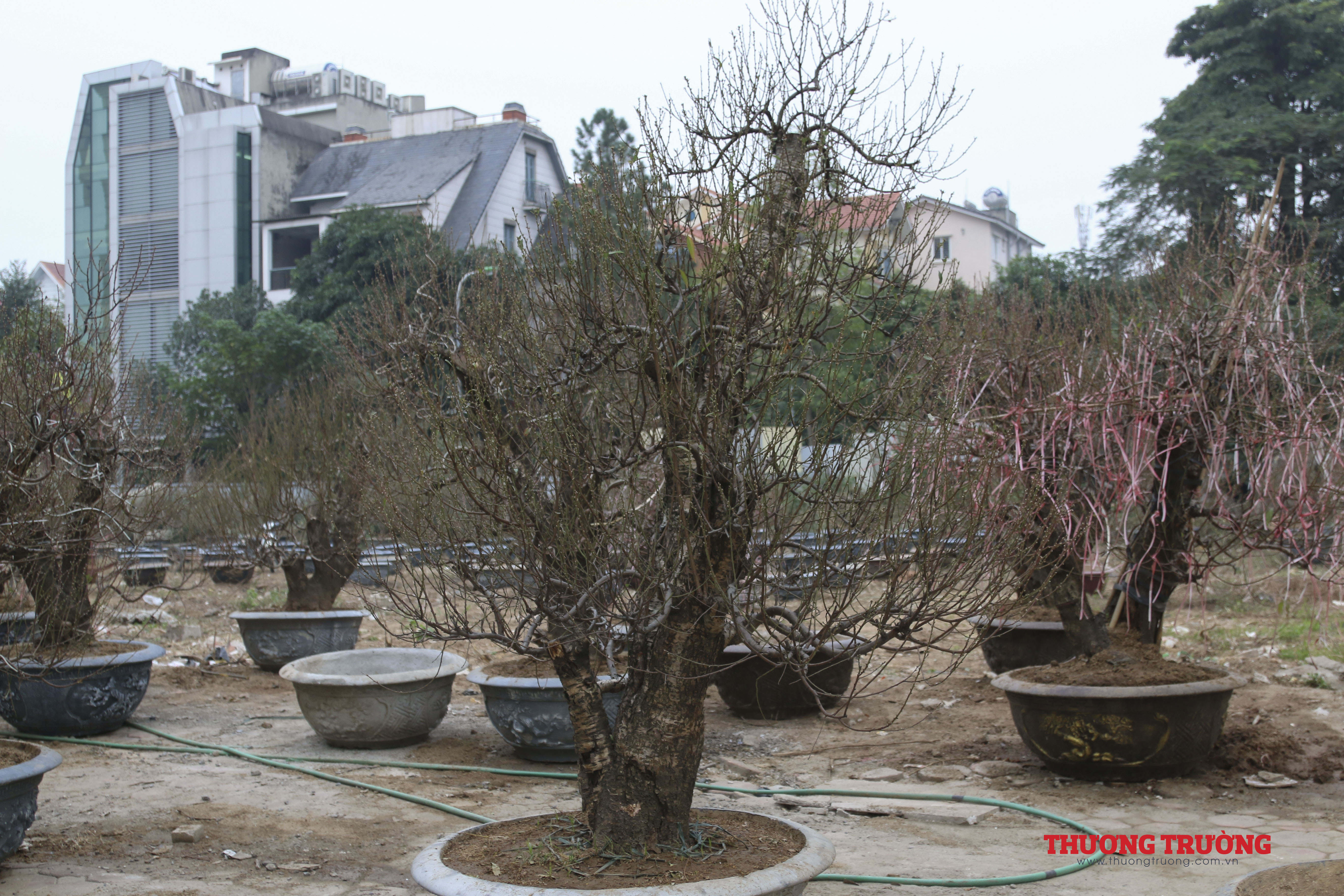 Đào cổ thụ xuống phố đón xuân về