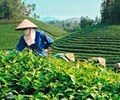 Việt Nam đẩy mạnh xuất khẩu chè sang thị trường Ba Lan 