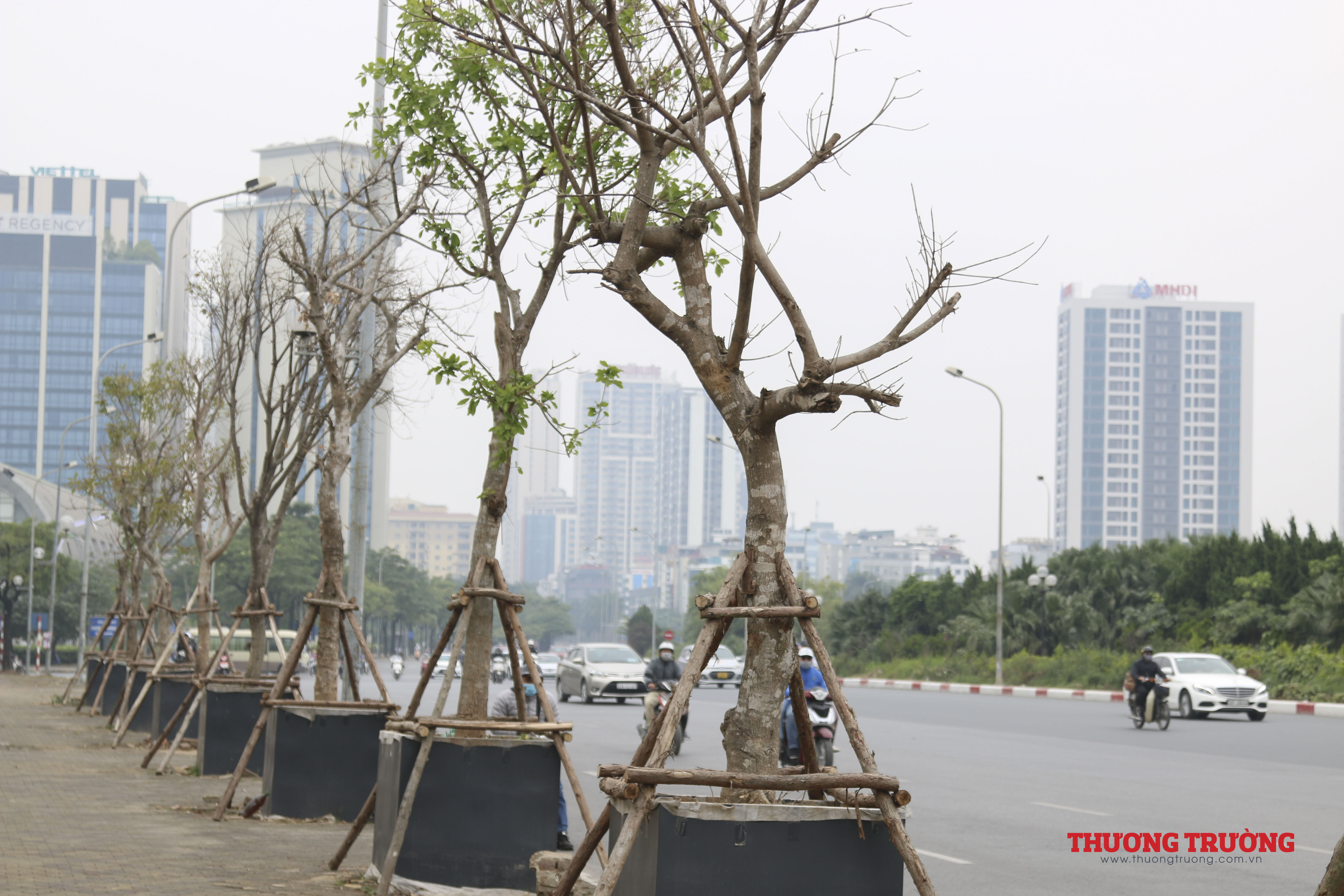 Người dân bất ngờ trước cách trồng cây dị biệt trên đường phố Hà Nội