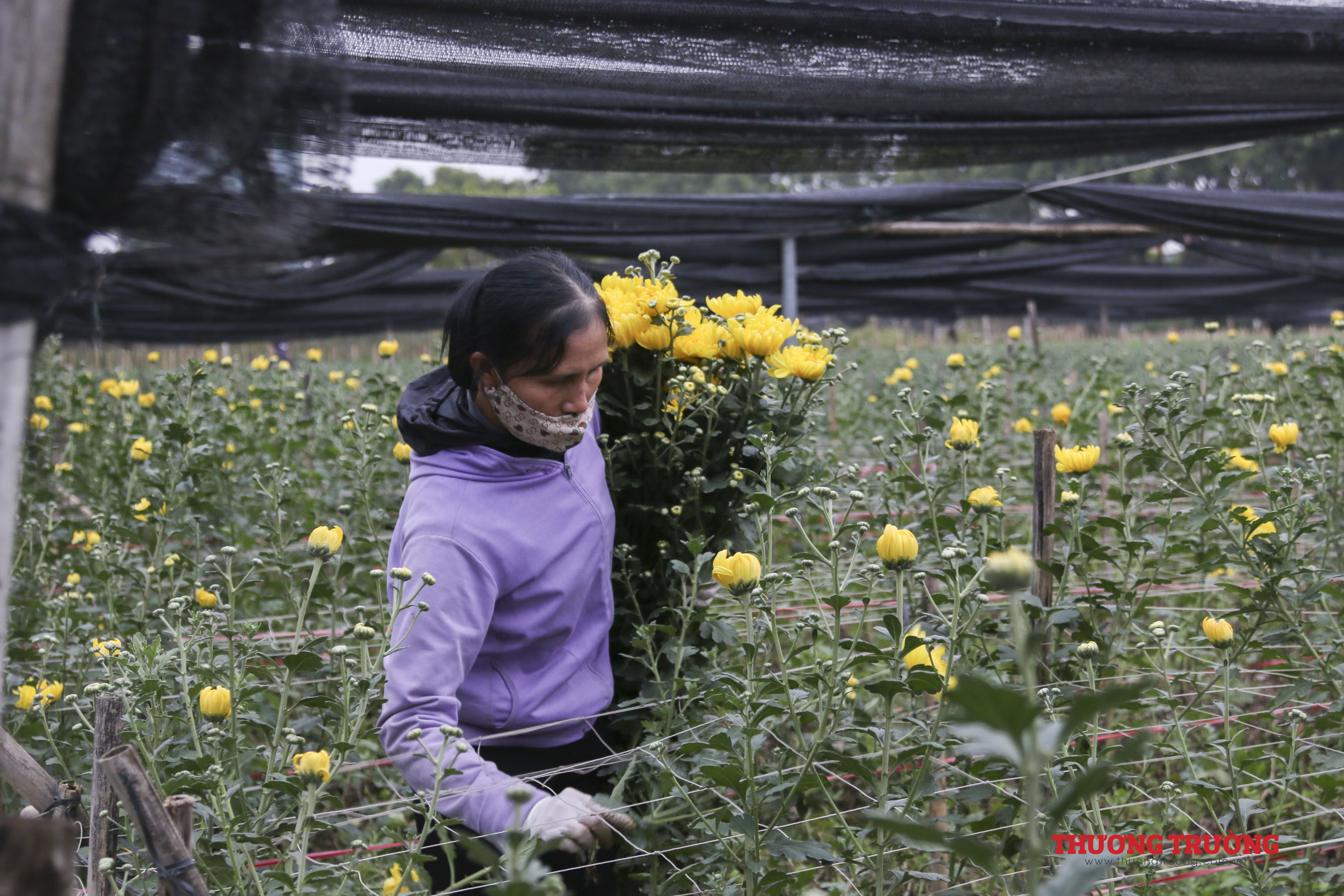 Làng hoa Tây Tựu tất bật chăm sóc hoa phục vụ Tết Nguyên đán 2021