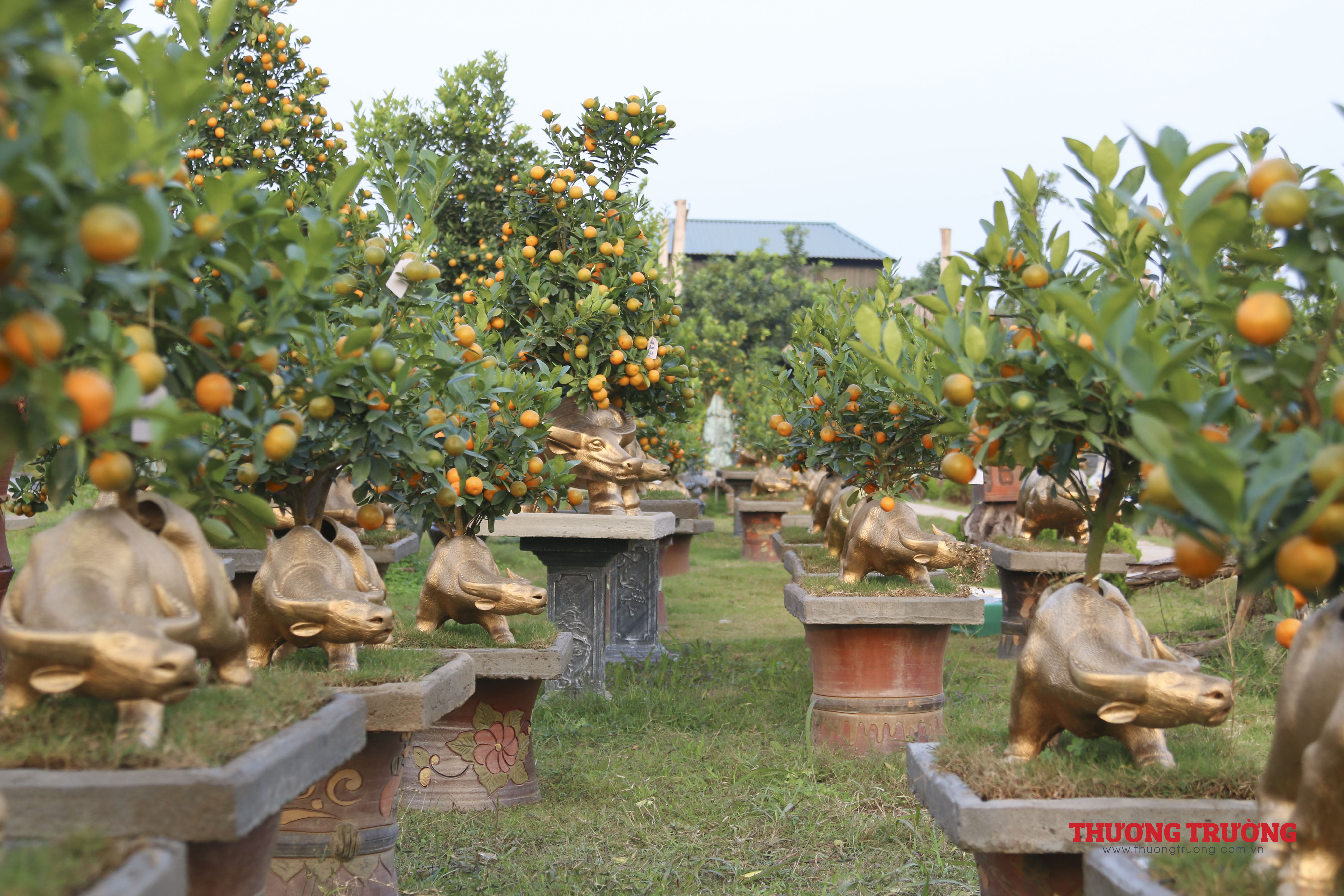 Độc đáo trâu vàng cõng quất bonsai sẵn sàng đón Tết Tân Sửu 2021