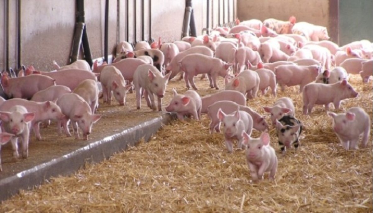 Giá heo hơi hôm nay 21 Duy trì đà tăng nhẹ