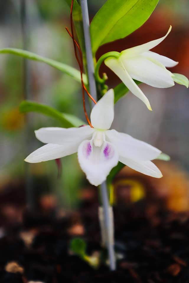 Thăm vườn Ngọc Diệp tại Phúc La, Hà Đông nơi hội tụ nhiều giống lan quý hiếm cùng tâm thái người trồng lan