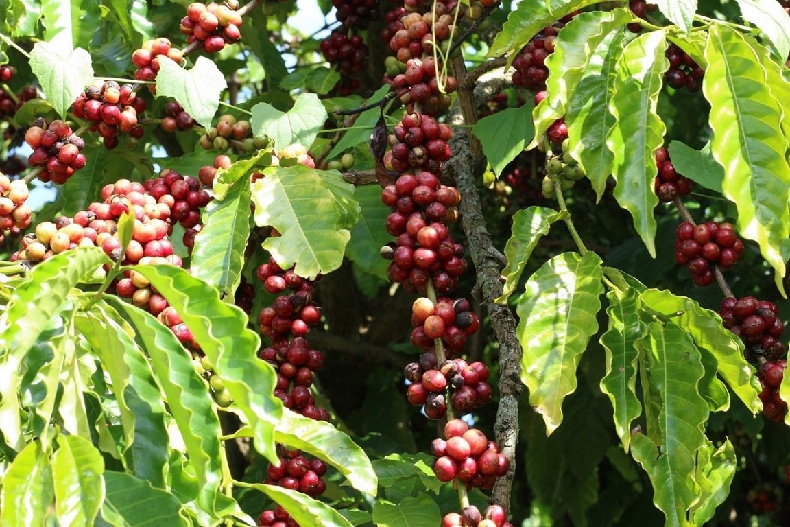 Giá cà phê hôm nay 41 Trong nước đi ngang, thế giới tăng mạnh