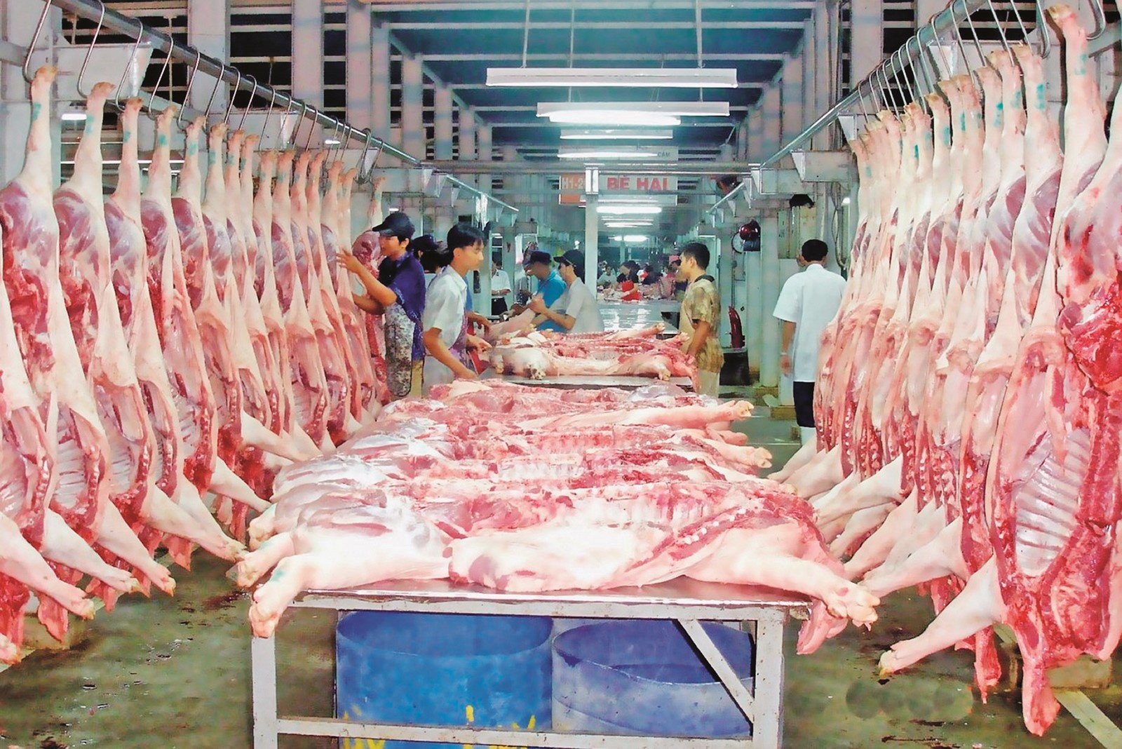Giá thịt heo hôm nay 41 Đầu tuần chưa xuất hiện điều chỉnh