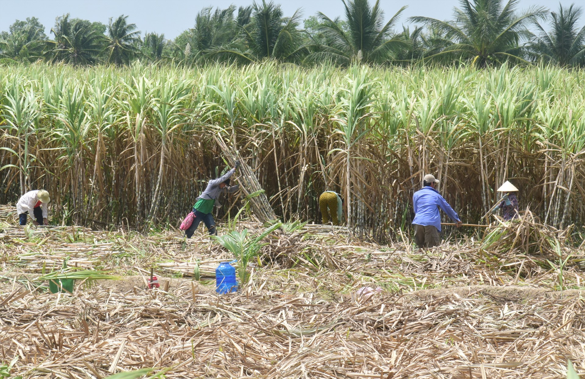 Giải cứu mía đường (Kỳ II) Nước mắt rơi trước thuế phòng vệ thương mại