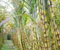 Giải cứu mía đường Kỳ I Hai kịch bản thuế phòng vệ 98Wn8 Bóng Việt Nam Hôm Nay 