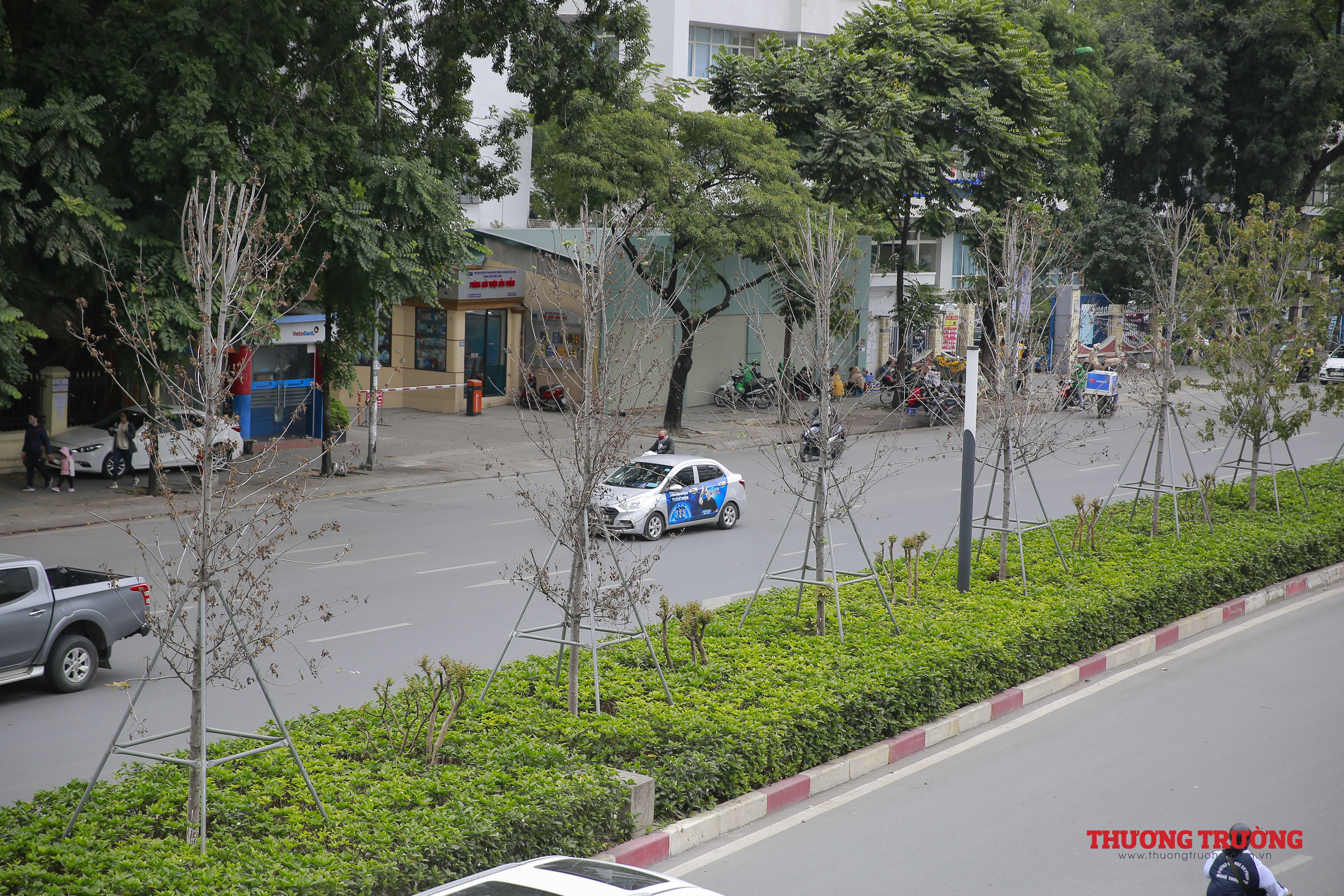 Hàng cây phong lá đỏ chết khô trên tuyến đường kỳ vọng lãng mạn nhất Hà Nội