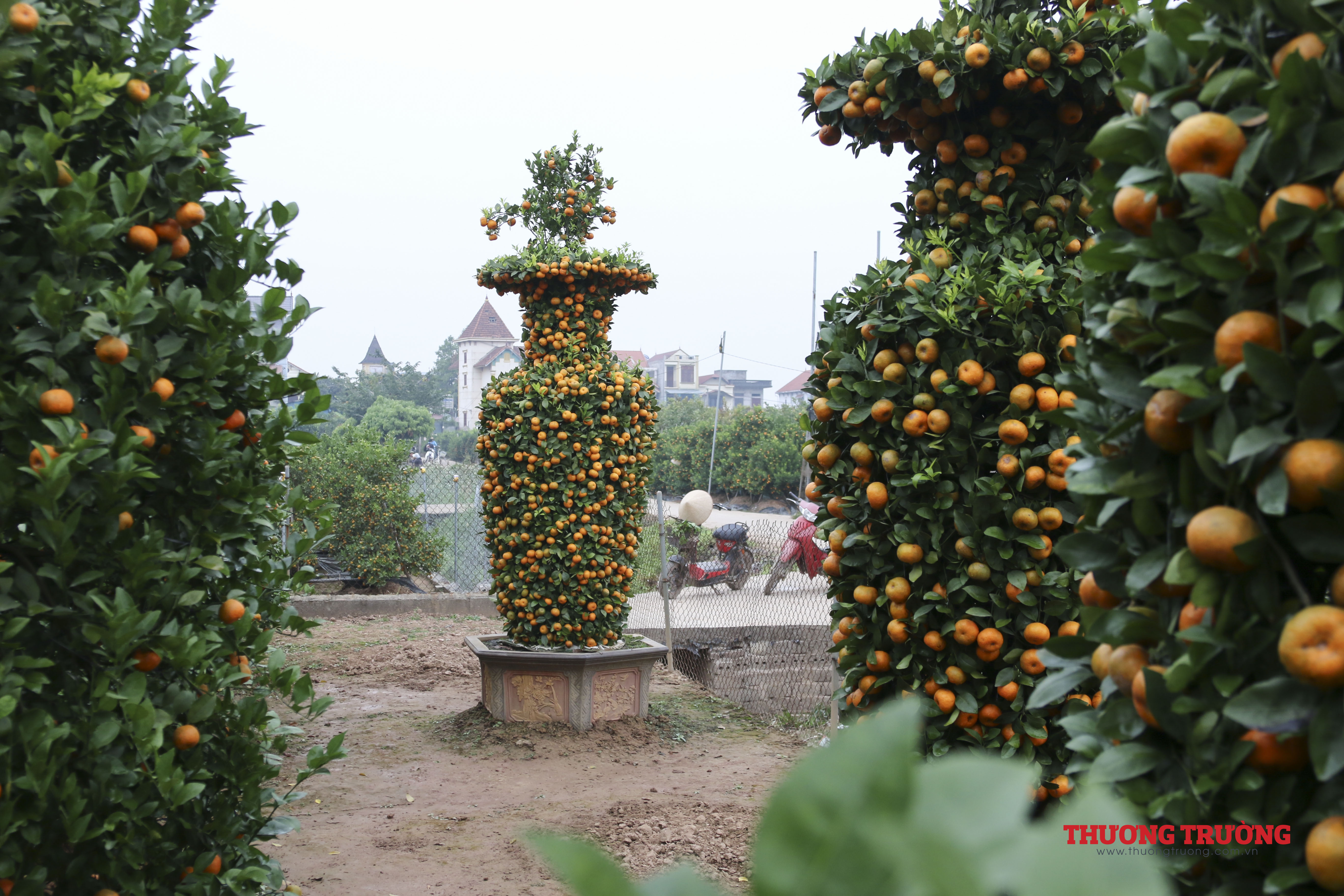 Ngắm nhìn vườn quýt lục bình khổng lồ chuẩn bị cho Tết Tân Sửu