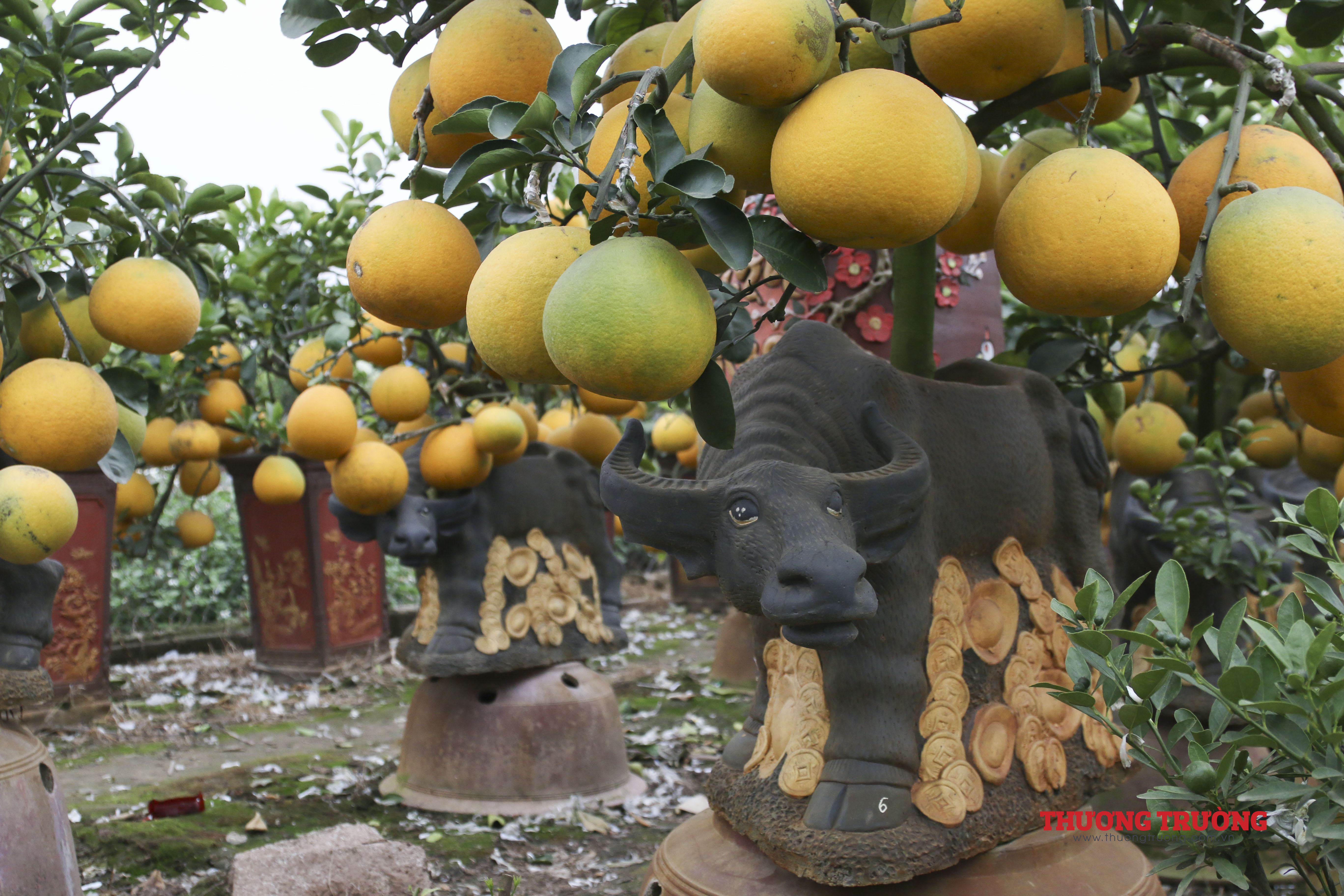 Độc đáo trâu cõng bưởi phục vụ dịp Tết Nguyên đán Tân Sửu