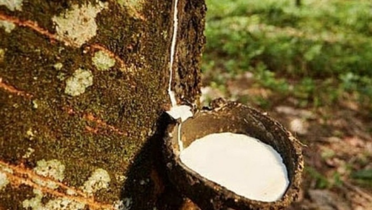 Khối lượng cao su xuất khẩu tăng 2,8% trong khi nhập khẩu tăng tới 45%