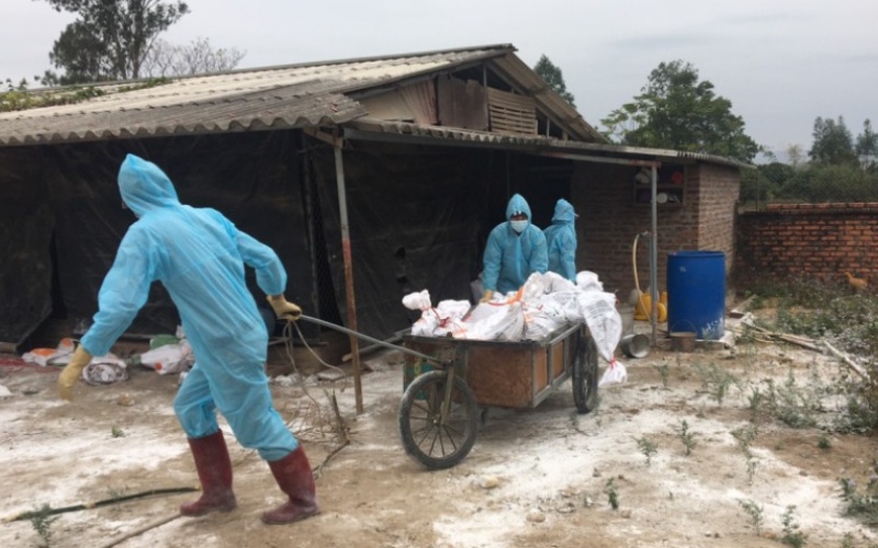 Quảng Ninh Khoanh vùng khống chế dịch cúm gia cầm H5N6
