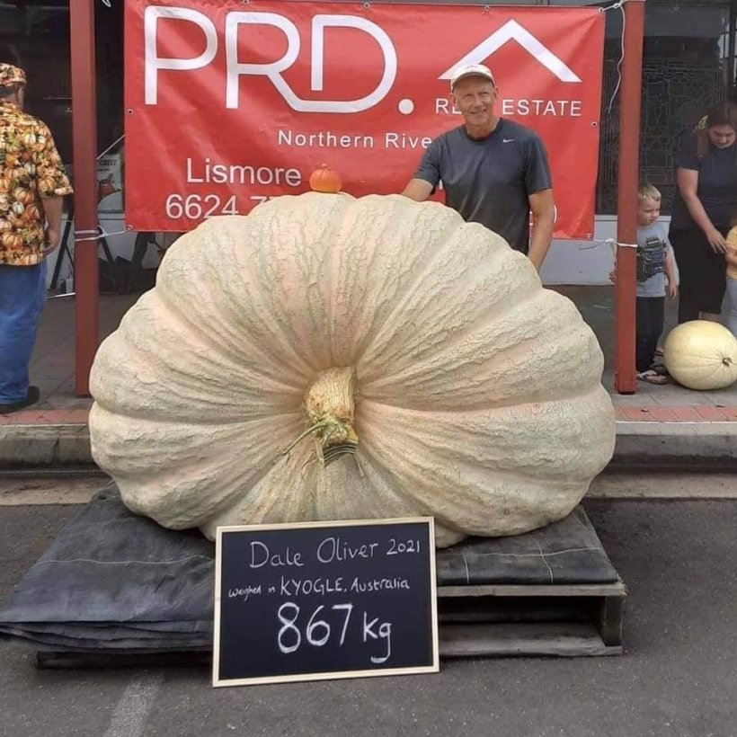 Quả bí Ngô nặng 1,911 pound của người làm vườn lập kỷ lục bán cầu nam